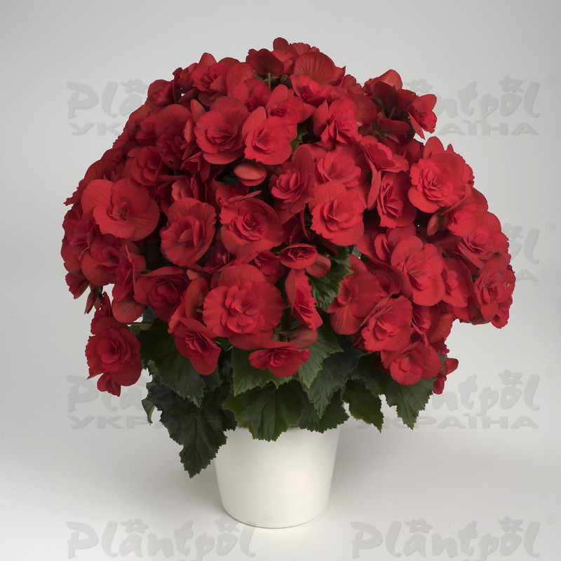 Бегонія Elatior Barkos