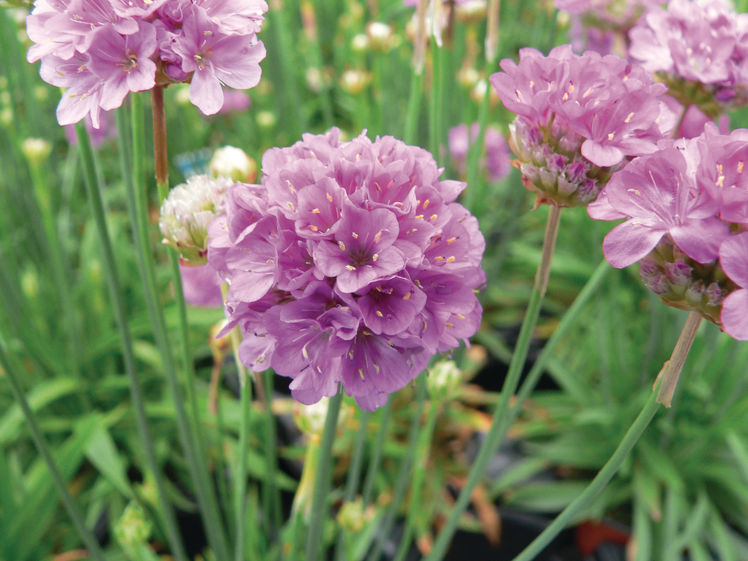 Армерія Ballerina Purple Rose (Florensis)