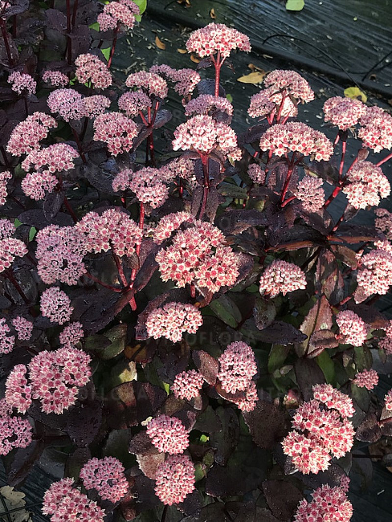 Седум чагарниковий Black Knight (Vitroflora)