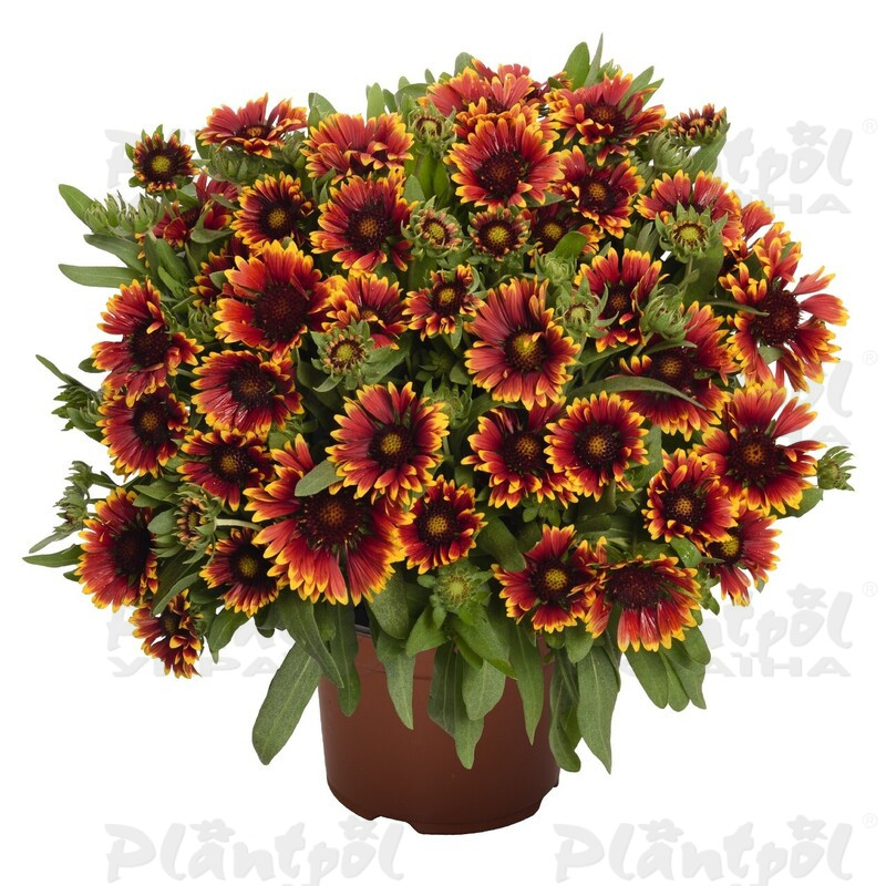 Гайлардія Spintop Orange Halo Imp. (Vitroflora)