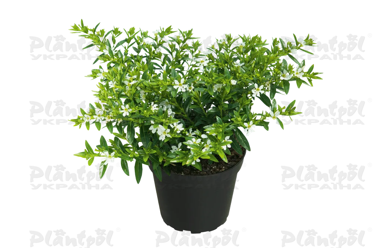 Куфея Cuppy White