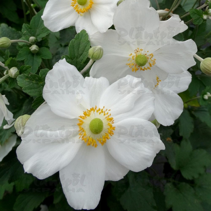 Анемона Honorine Jobert (Vitroflora)