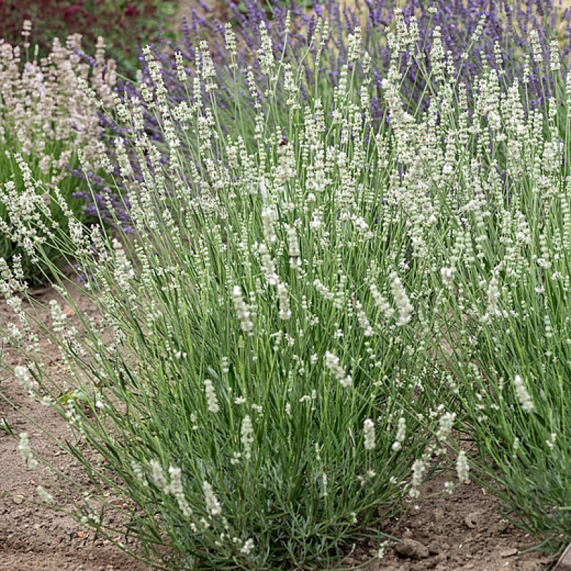 Лаванда Exceptional (Vitroflora)