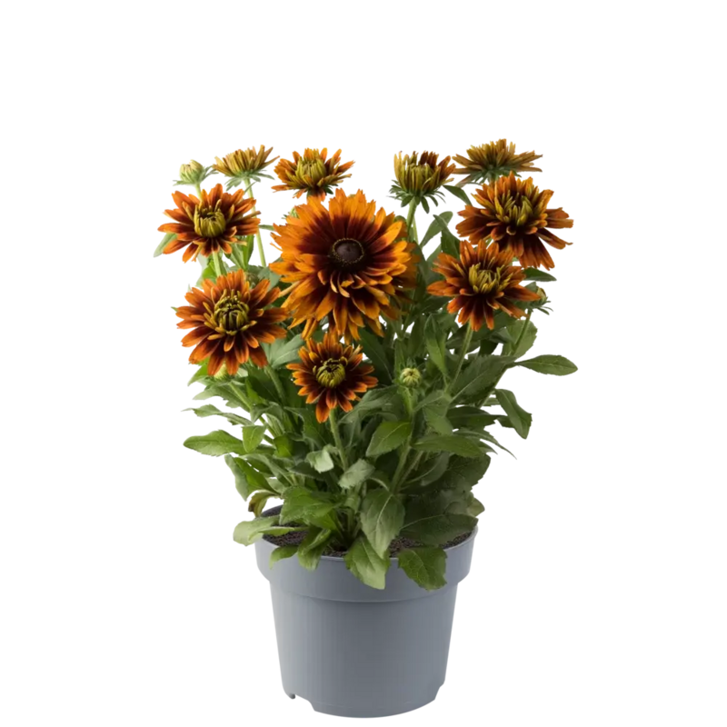 Рудбекія hirta Rudy Double Orange (Florensis)