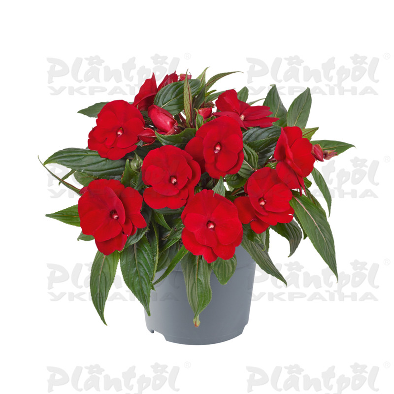 Імпатієнс New Guinea Clockwork GL Dark Red
