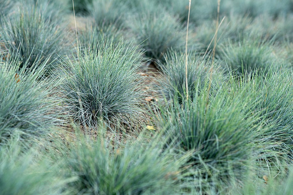 Фестука glauca Blauglut (84 палета/Vitroflora)