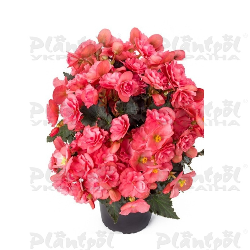 Бегонія Elatior Chloe Coral Pink