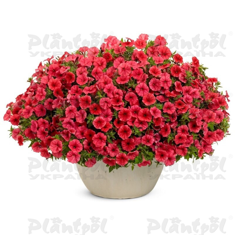 Петунія Mini Vista Coral