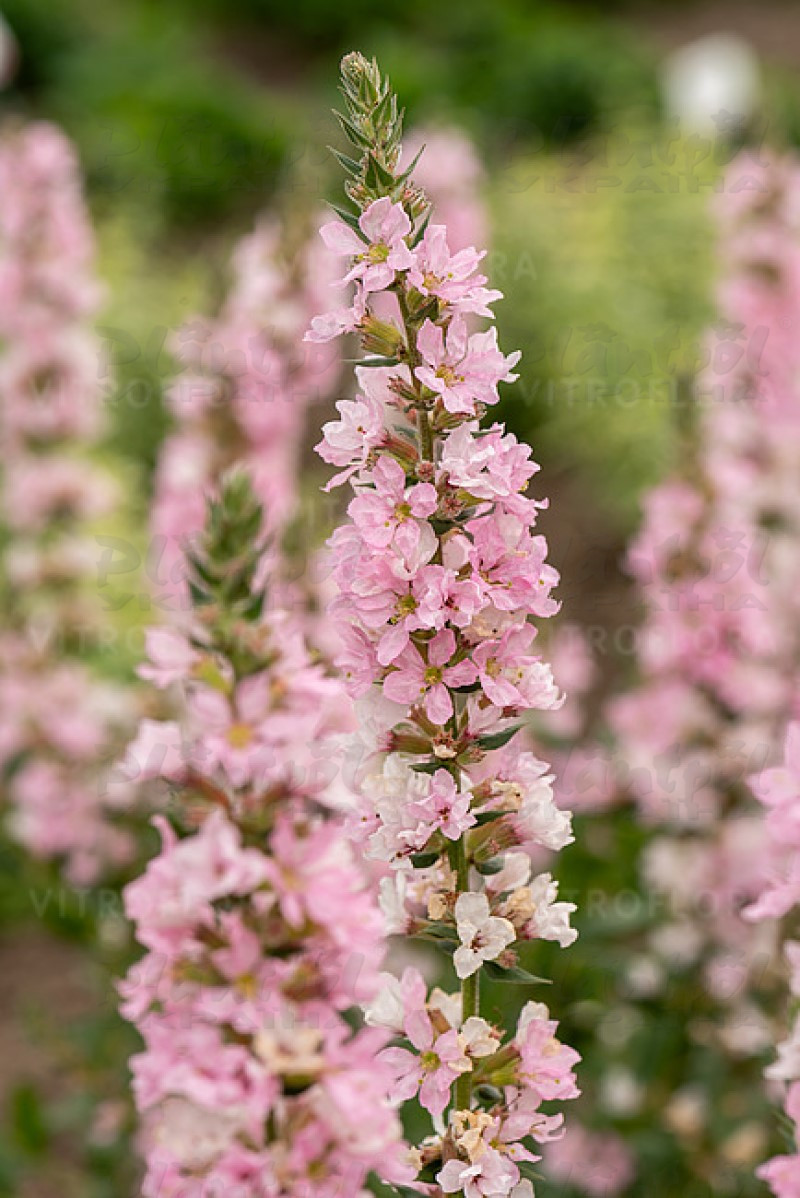 Літрум Blush (Vitroflora)