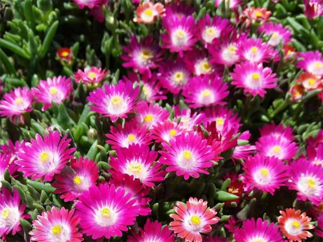 Делосперма Jewel of Desert Amethyst (Vitroflora)