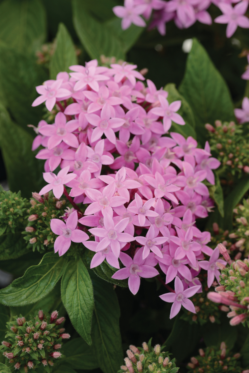 Пентас lanceolata Lucky Star Lavender (180 палета/Florensis)