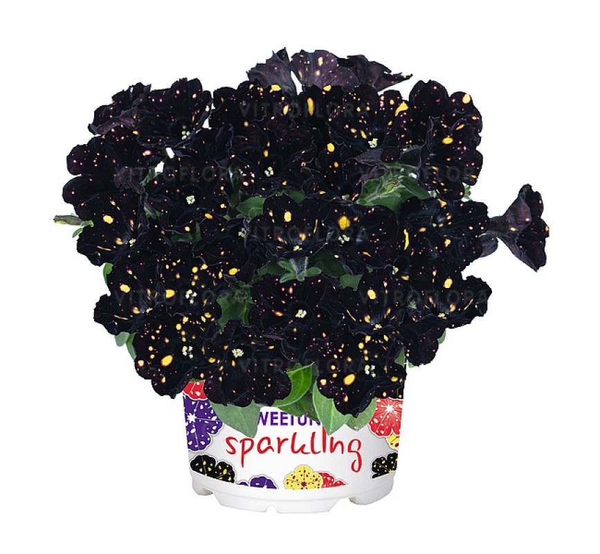 Петунія Sweetunia Sparkling Night (Vitroflora)