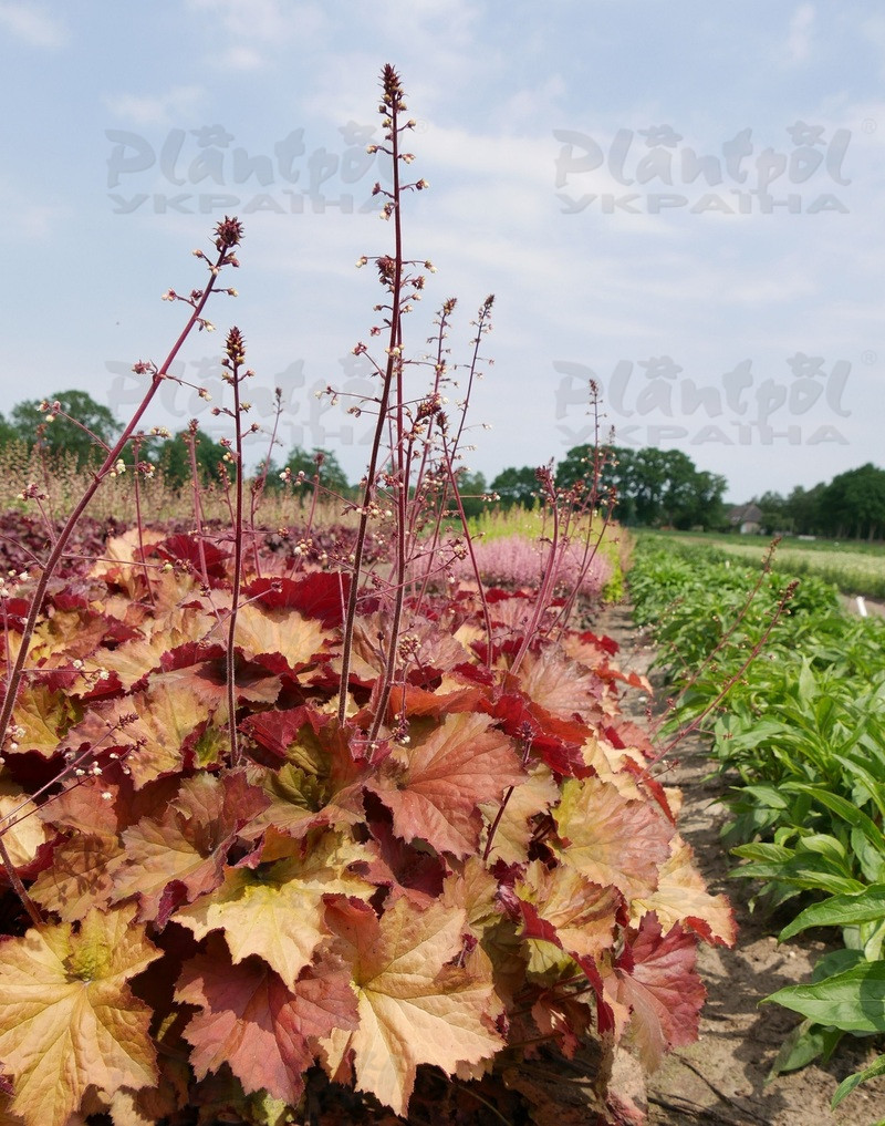 Гейхера Rex Dark Amber (Vitroflora)