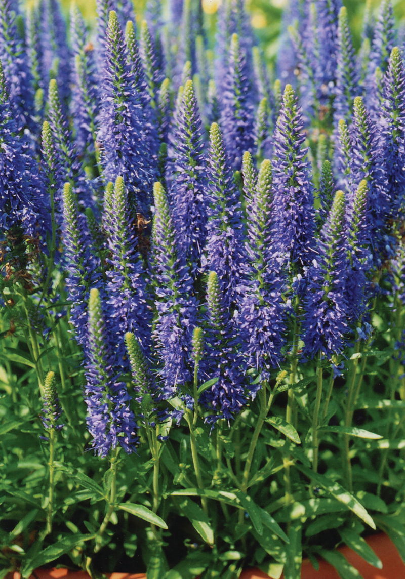Вероніка spicata Inspire Blue (Florensis)