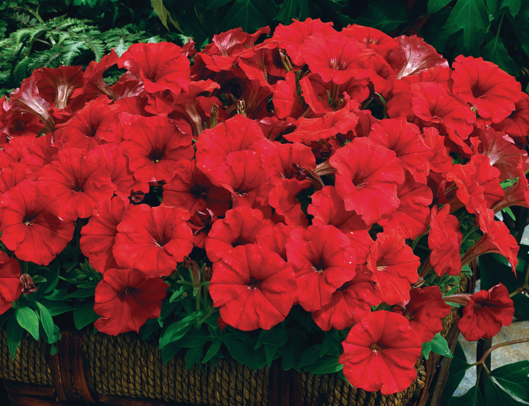 Петунія milliflora Picobella F1 Red (510 палета/Florensis)