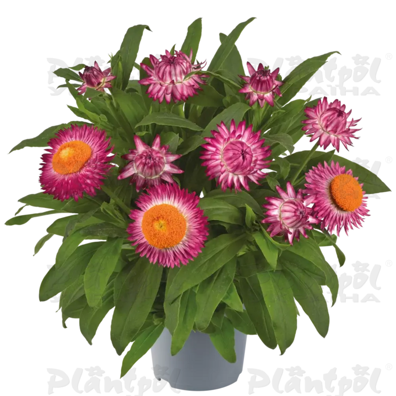 Брактеанта Bracteata Granvia Pink Flame (84 палета/Florensis)