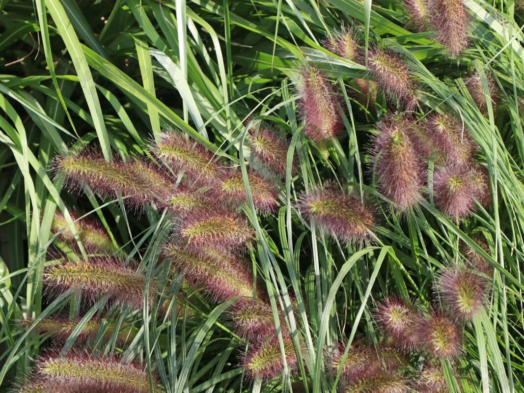 Пенісетум Herbstzauber (Plantpol)