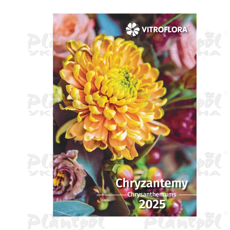 Каталог Vitroflora саджанці зрізних і горшкових хризантем 2025