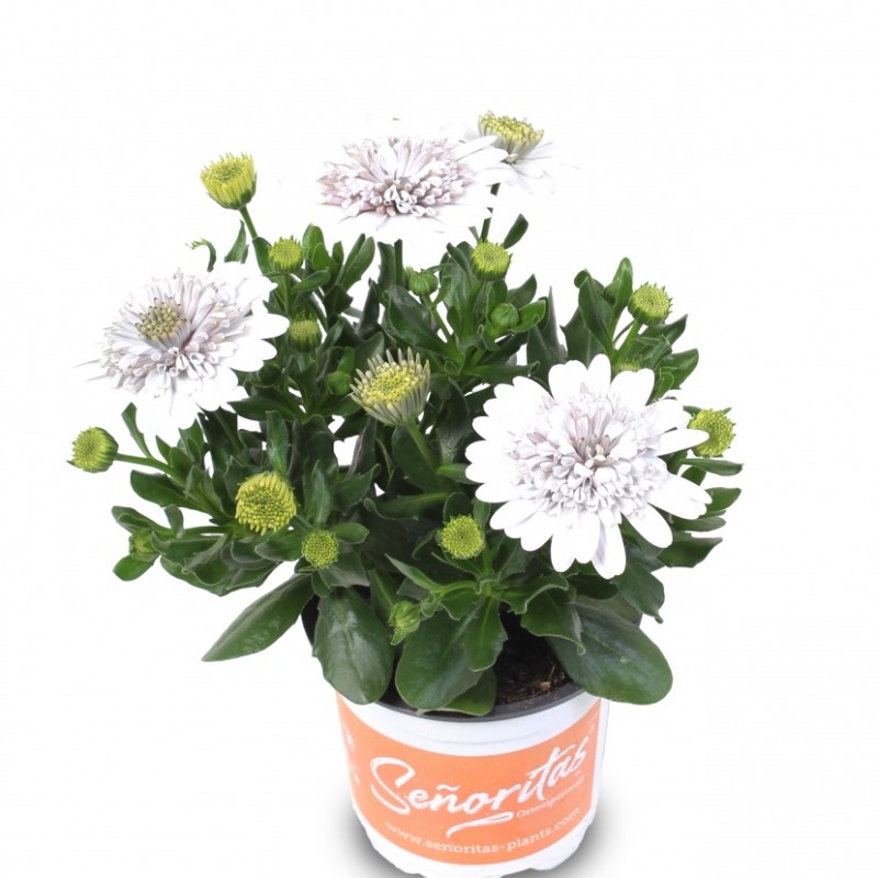 Oстеоспермум Senorita Double White (Vitroflora)