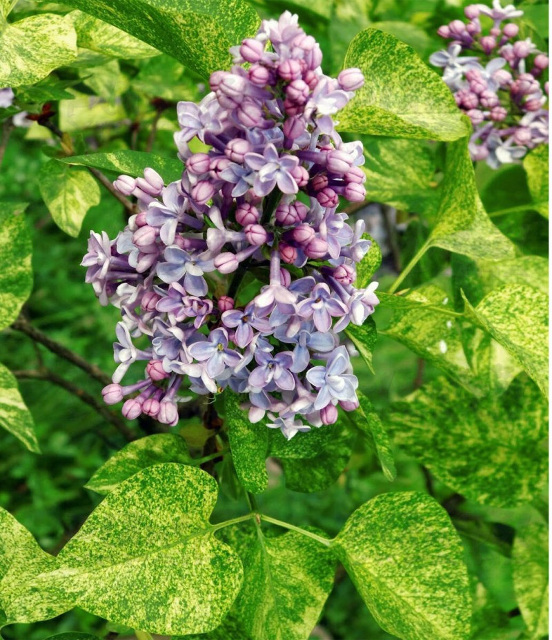 Бузок vulgaris Aucubaefolia