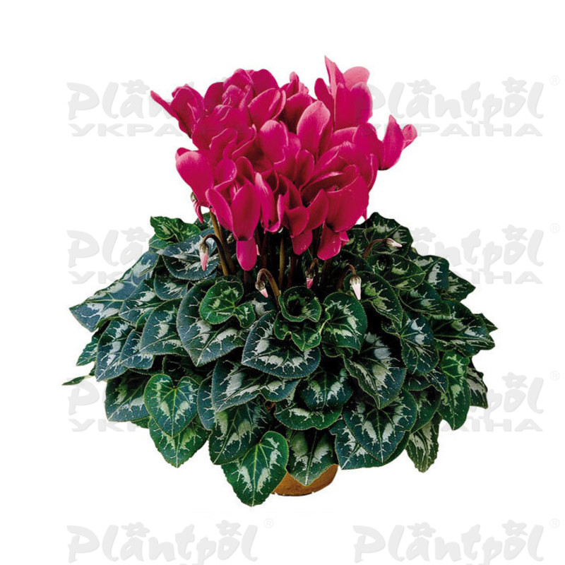 Цикламен Halios Deep Rose
