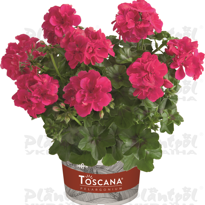 Пеларгонія ампельна Sunflair Josina Hot Pink