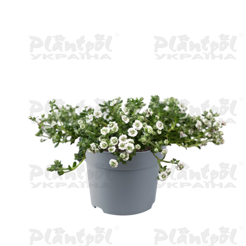 Гіпсофіла Plena White (Florensis)