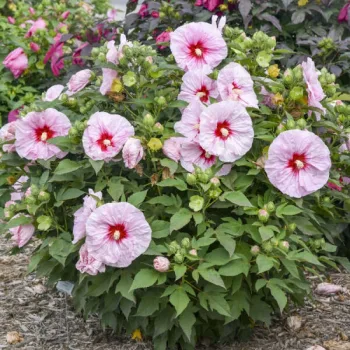 Фото 2