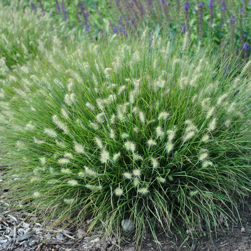 Фото 1