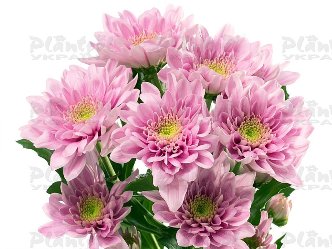 Хризантема зрізна галузкова Belicia Light Pink (Cichon)