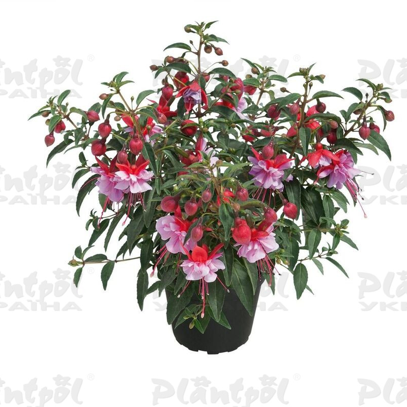 Фуксія Shadow Dancer Mila