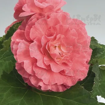Фото 2