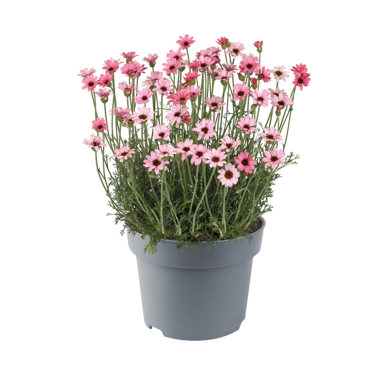 Родантемум Zagora Pink (Florensis)