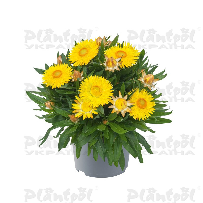 Брактеанта Bracteata Crispy Yellow (84 палета/Florensis)