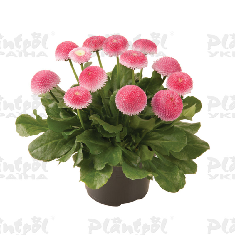 Стокротки bellis perennis Bellissima Rose (288 палета)