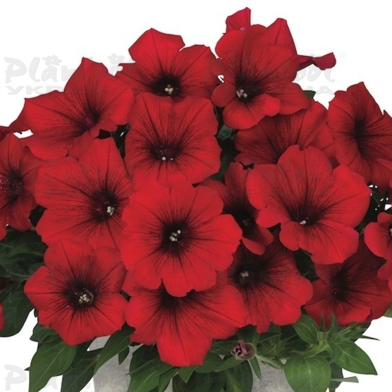 Петунія Kuyamba Red