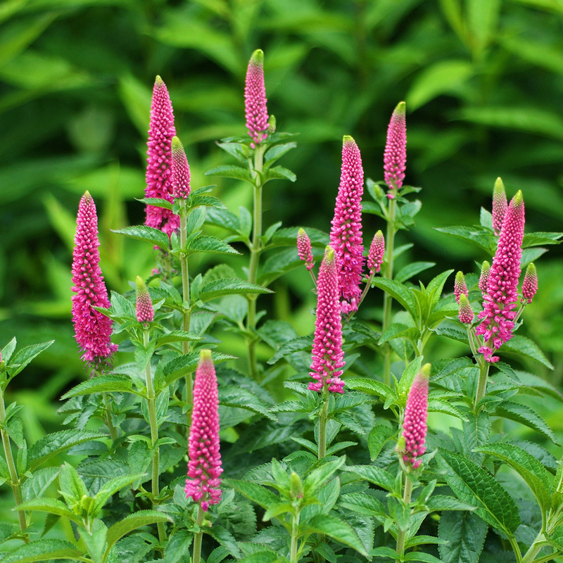 Вероніка First Love (Vitroflora)