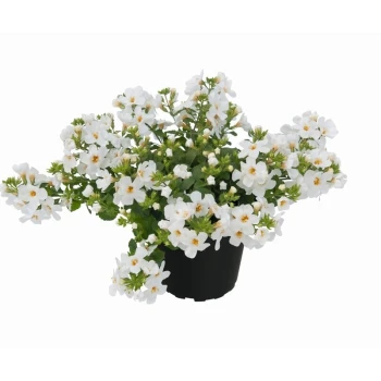 Фото 1