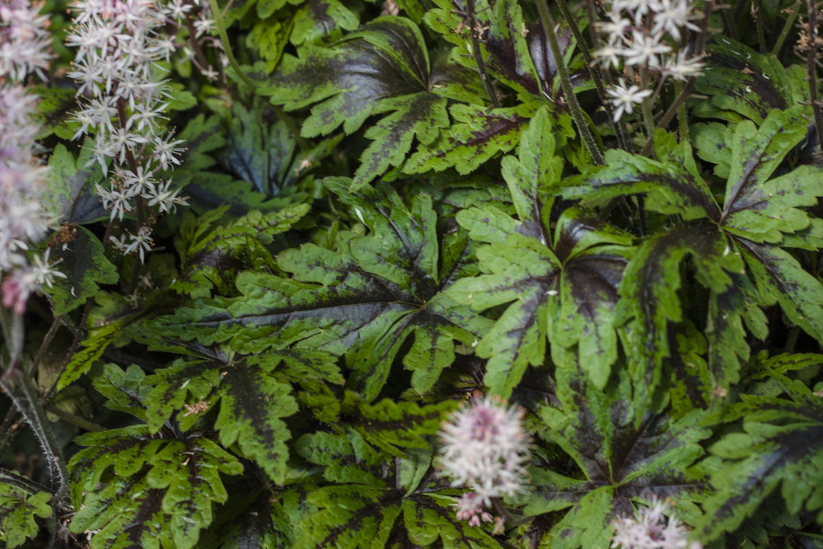 Тіарелла Angel Wings (Vitroflora)