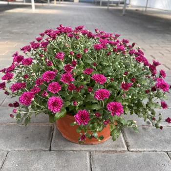 Фото 6