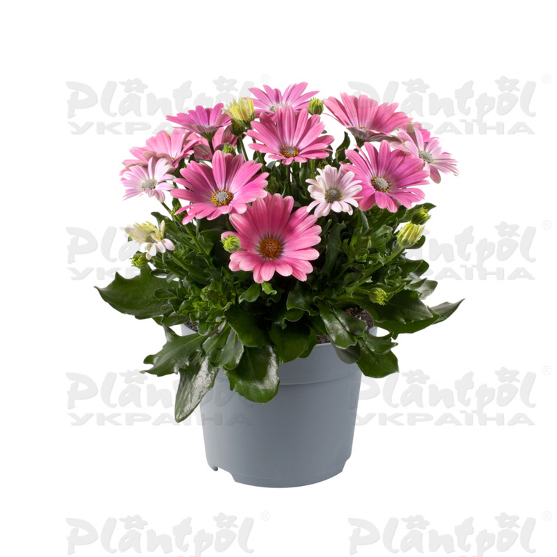 Остеоспермум Dalina Dolores