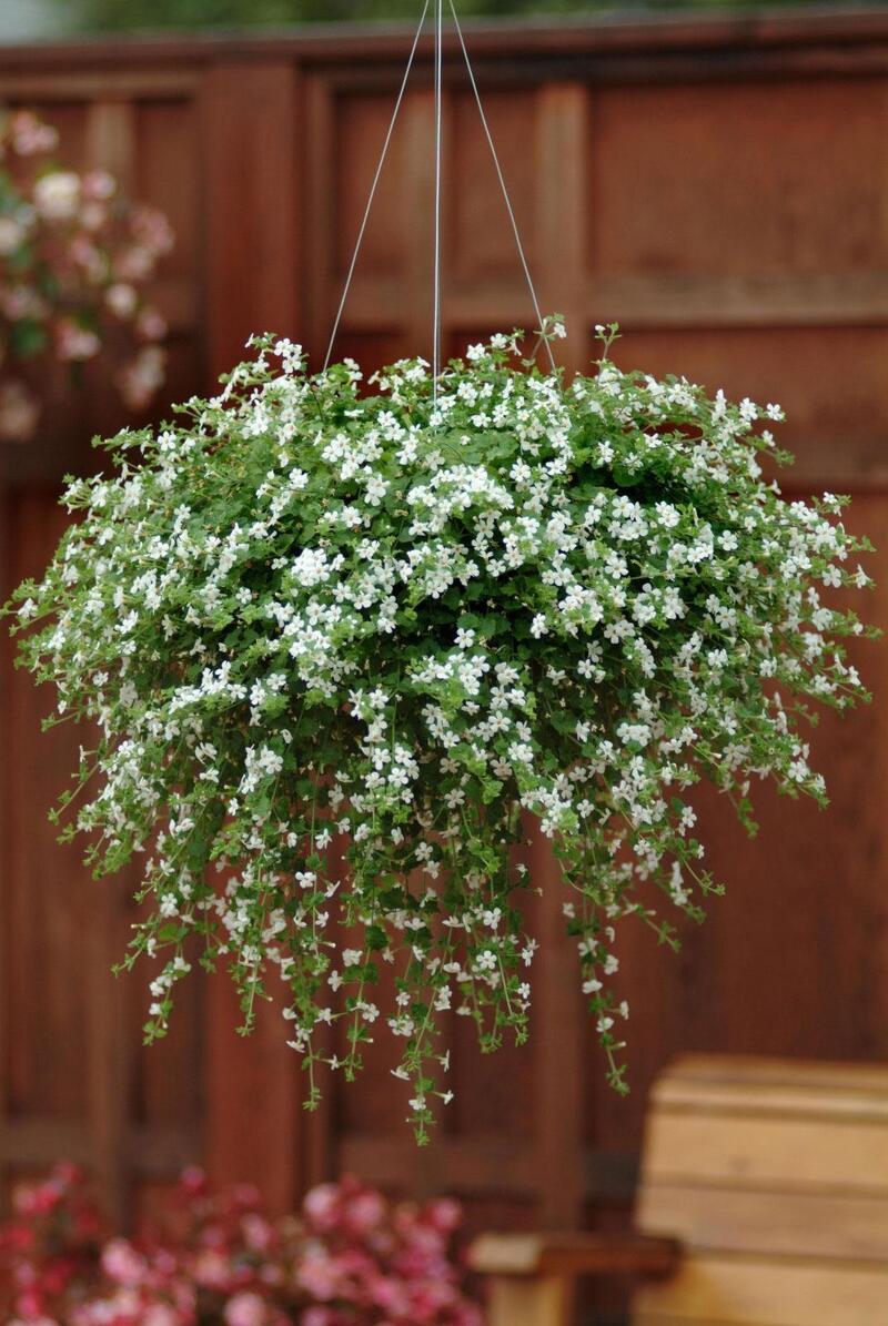 Бакопа Snowflake