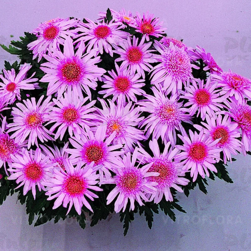 Фото 1
