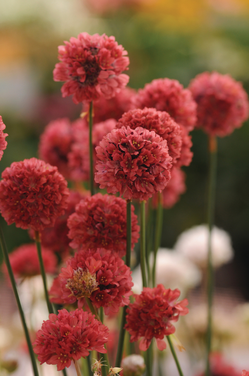 Армерія Ballerina Red (Florensis)