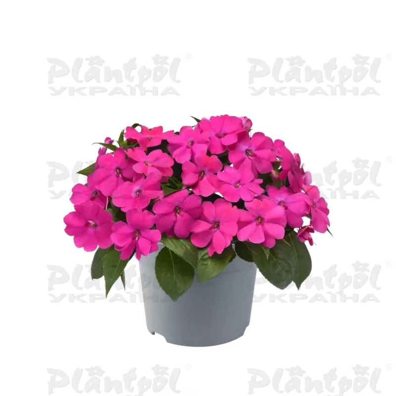 Імпатієнс New Guinea Solarscape Pink Jewel (180 палета/Florensis)