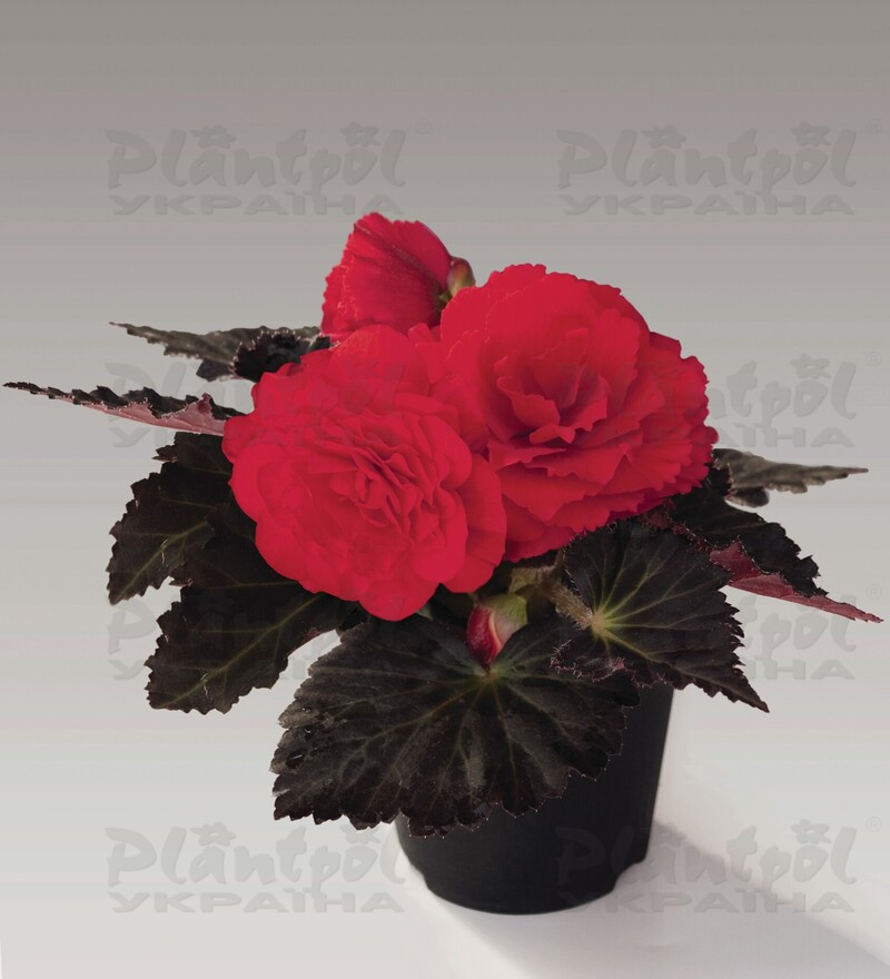 Бегонія Tuberhybrida Nonstop F1 Cherry BL (84 палета/Florensis)