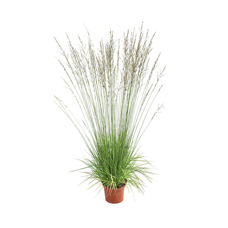 Молінія caerulea Heidebraut (Vitroflora)