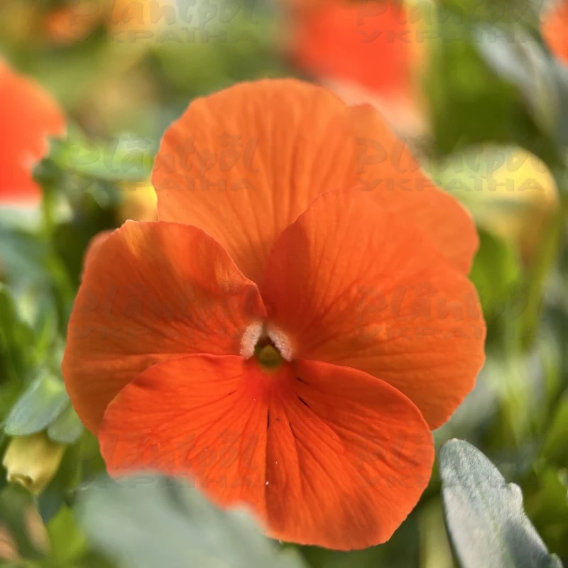 Садовий центр Плантпол-Україна, фото 5