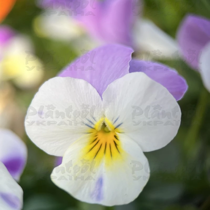 Садовий центр Плантпол-Україна, фото 8