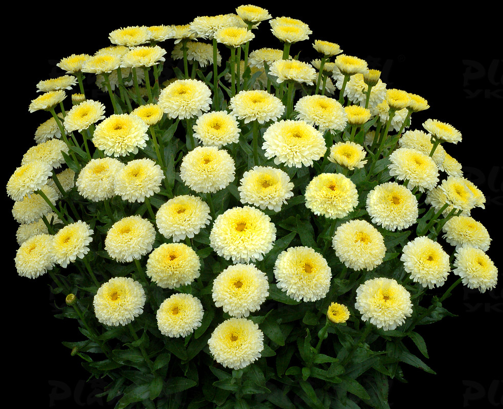 Леукантемум Luna (Vitroflora)